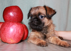 Additional photos: Griffon and Petit-Brabancon puppies of red color are waiting for the best