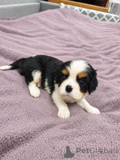 Additional photos: Ideal Cavalier King Charles Spaniel puppies.