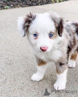 Photo №3. Aussie puppies for adoption. United States