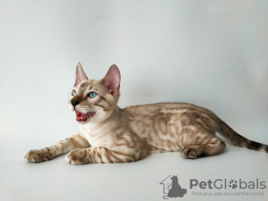 Photo №1. bengal cat - for sale in the city of Borispol | 1200$ | Announcement № 12164