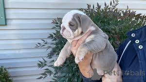 Photo №2 to announcement № 166004 for the sale of english bulldog - buy in Spain private announcement, breeder