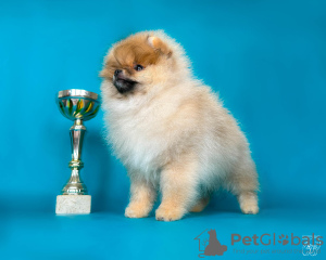 Additional photos: Pomeranian puppies from Super Grand Champion