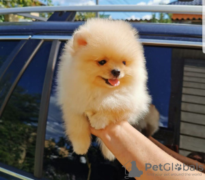 Photo №2 to announcement № 11186 for the sale of pomeranian - buy in Swaziland private announcement