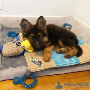 Photo №1. german shepherd - for sale in the city of Patras | 317$ | Announcement № 78610