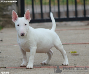 Photo №2 to announcement № 132493 for the sale of bull terrier - buy in Serbia 