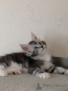 Photo №4. I will sell maine coon in the city of Los Angeles. private announcement, from nursery - price - 1500$
