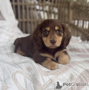 Photo №2 to announcement № 171324 for the sale of dachshund - buy in Czech Republic breeder
