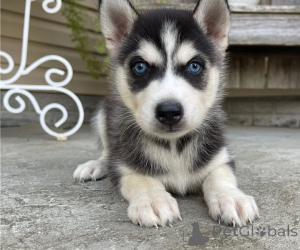 Photo №1. siberian husky - for sale in the city of Brasschaat | negotiated | Announcement № 170437