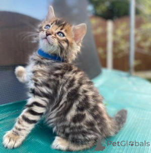 Photo №4. I will sell bengal cat in the city of Aachen. private announcement - price - negotiated