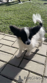 Photo №4. I will sell papillon dog in the city of Vienna. private announcement - price - Is free