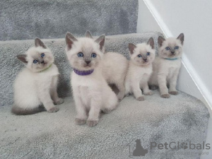 Photo №1. siamese cat - for sale in the city of Berlin | Is free | Announcement № 125387