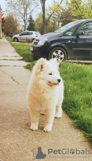 Photo №1. samoyed dog - for sale in the city of Москва | negotiated | Announcement № 19397
