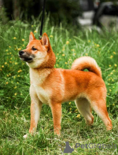 Photo №3. Shiba Inu puppies. Ukraine