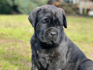 Photo №3. Loving Cane Corso Puppies Ready to Protect & Bond. Germany