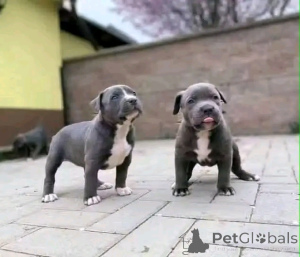 Photo №3. American Pitbull Terrier Welpen zur Adoption verfügbar. Germany
