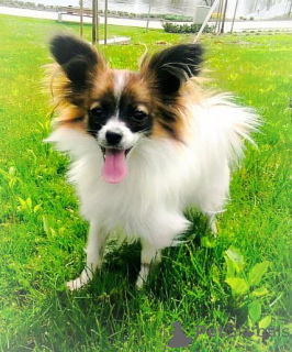 Photo №4. I will sell papillon dog in the city of Graz. private announcement - price - 941$