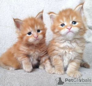 Photo №1. maine coon - for sale in the city of Donzdorf | 433$ | Announcement № 83090