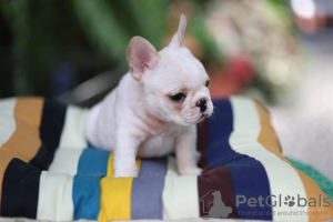 Photo №1. french bulldog - for sale in the city of Oranienburg | 260$ | Announcement № 32401