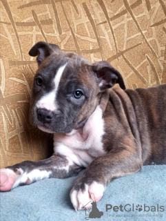 Photo №4. I will sell american staffordshire terrier in the city of Lviv. private announcement, from nursery, breeder - price - 900$