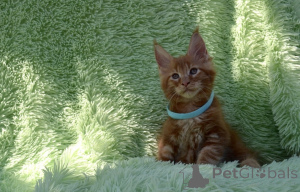 Photo №2 to announcement № 142483 for the sale of maine coon - buy in Russian Federation 