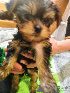 Additional photos: Baby-face Yorkie puppies are completely ready to go.