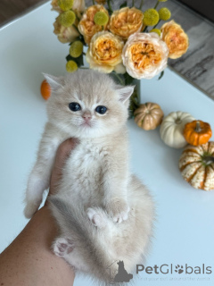 Photo №1. british shorthair - for sale in the city of Anderlecht | negotiated | Announcement № 178096