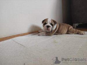 Photo №4. I will sell english bulldog in the city of Zrenjanin. breeder - price - negotiated