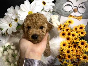 Additional photos: Red toy poodle puppies