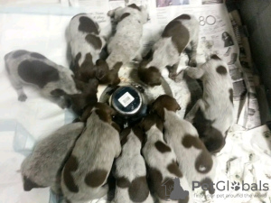 Photo №2 to announcement № 120870 for the sale of german shorthaired pointer - buy in Germany private announcement