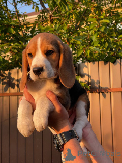 Additional photos: Adorable beagle puppy looking for his home and the most affectionate cuddles!