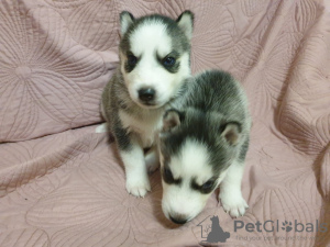 Photo №4. I will sell siberian husky in the city of Dnipro. private announcement - price - 110$