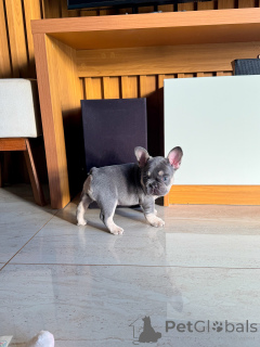Photo №4. I will sell french bulldog in the city of Bremen. breeder - price - negotiated