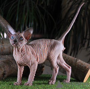 Photo №1. sphynx-katze - for sale in the city of Kharkov | 2500$ | Announcement № 11056
