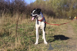 Additional photos: A tall, bright, handsome Denver boy is looking for a home.