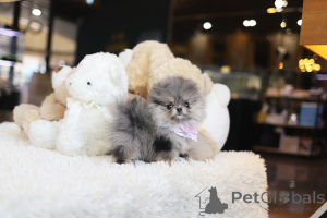 Photo №3. Dean Janet Kay puppies house. United States