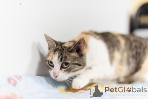 Photo №3. Graceful cat Athena is looking for a family.. Russian Federation