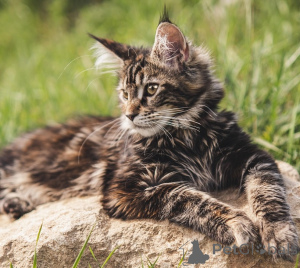 Photo №1. maine coon - for sale in the city of Berlin | 465$ | Announcement № 162084