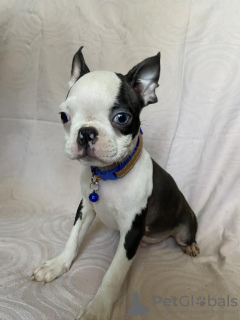 Photo №4. I will sell boston terrier in the city of Surčin.  - price - negotiated