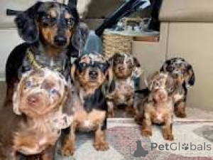 Photo №1. dachshund - for sale in the city of Rotterdam | 723$ | Announcement № 165596