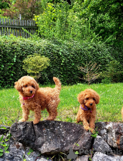 Photo №1. poodle (toy) - for sale in the city of Espoo | 0$ | Announcement № 161960