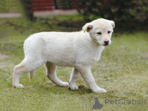 Photo №4. I will sell non-pedigree dogs in the city of Moskova. private announcement - price - Is free