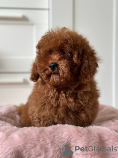 Photo №1. poodle (toy) - for sale in the city of Prague | 1902$ | Announcement № 44587