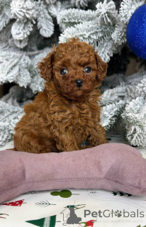 Photo №1. poodle (toy) - for sale in the city of Helsinki | 516$ | Announcement № 164030
