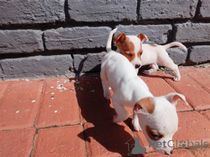 Photo №1. jack russell terrier - for sale in the city of Andorra la Vella | negotiated | Announcement № 169498