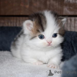 Photo №1. munchkin - for sale in the city of Tornio | 329$ | Announcement № 140904