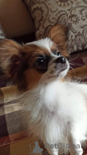 Photo №4. I will sell papillon dog in the city of Szczecin. private announcement, breeder - price - 988$