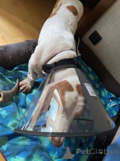 Photo №1. basset hound - for sale in the city of Darmstadt | 700$ | Announcement № 157666