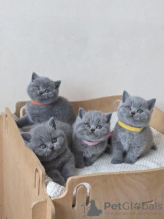 Photo №1. british shorthair - for sale in the city of Bremerhaven | 370$ | Announcement № 108591