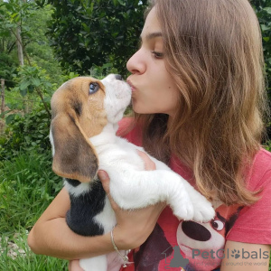 Photo №4. I will sell beagle in the city of Гамбург. private announcement - price - 380$