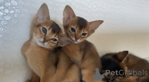 Additional photos: Abyssinian kittens